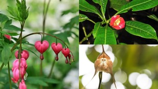 Flowers That Smell Like Death and Look Like Faces