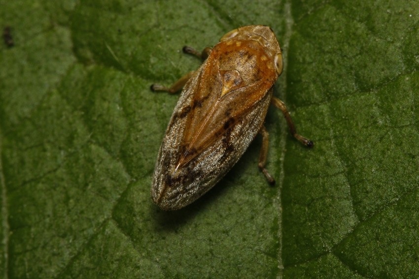 Froghopper
