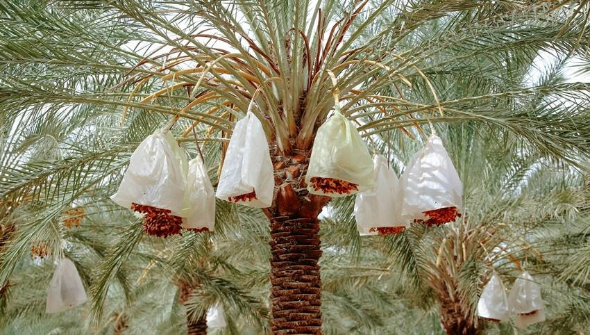 Which Fruits Farming in Balochistan