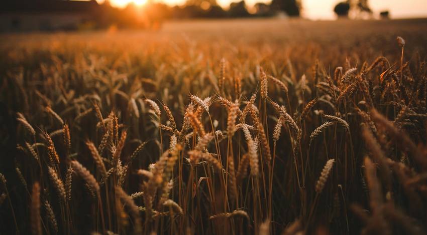 Rice and Wheat Farming in Balochistan