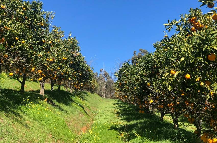 List of fruits grown in Balochistan