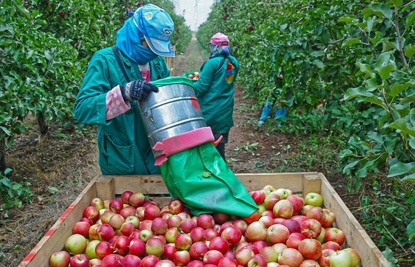 Fruits Farming in Balochistan