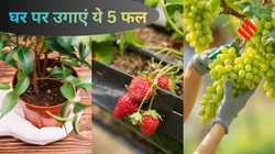गर्मी में गमले में भी उगा सकते हैं ये 5 फल, जानें लगाने और देखभाल का सही तरीका