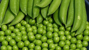 peas store, store peas for long time, matar ko kaise store karen