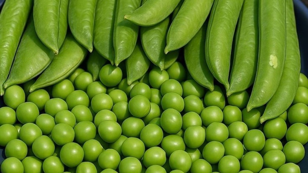 peas store, store peas for long time, matar ko kaise store karen