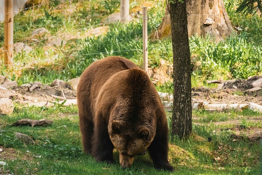 Grizzly bear