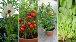 घर पर उगाएं ताजी सब्जियां, मार्च के महीने में अपने गार्डन में जरूर लगाएं ये 7 पौधे