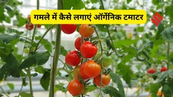 गमले में उगाएं ऑर्गेनिक टमाटर, जानें लगाने और देखभाल का सही तरीका
