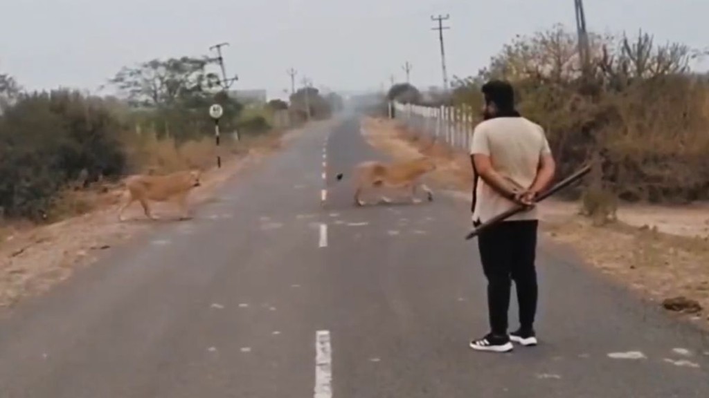 Traffic halted on Dhari Amreli Highway as Gujarat Forest Dept ensured 11 Asiatic lions cross safely Viral Video.