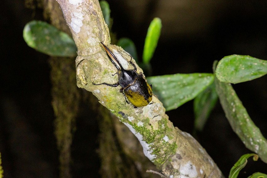 Hercules Beetle