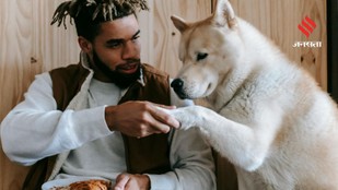 How Animal Intelligence Challenges Traditional Views of Human Uniqueness