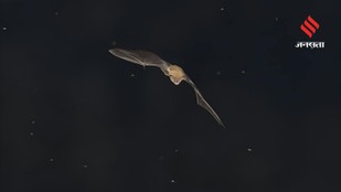 How Bats Avoid Obstacles and Find Prey in Total Darkness