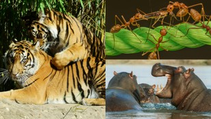 How Deadly Conflicts Shape Wildlife Ecosystems