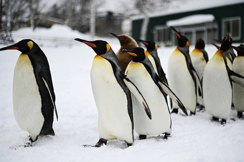 Antarctica Wildlife