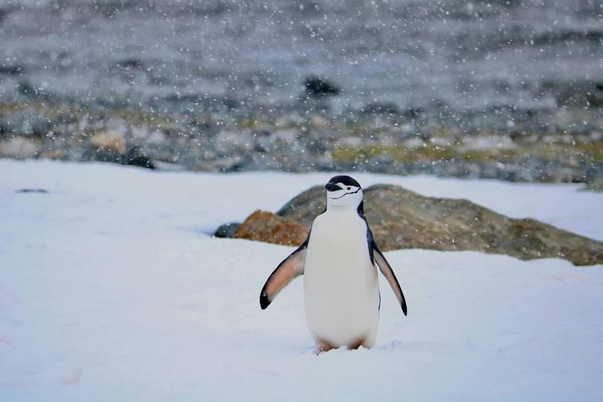 Penguin species in Antarctica