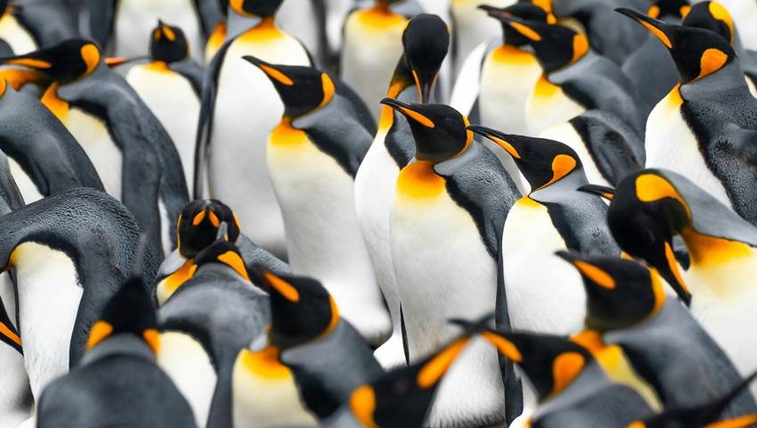 Penguins Survive Antarctic Winters