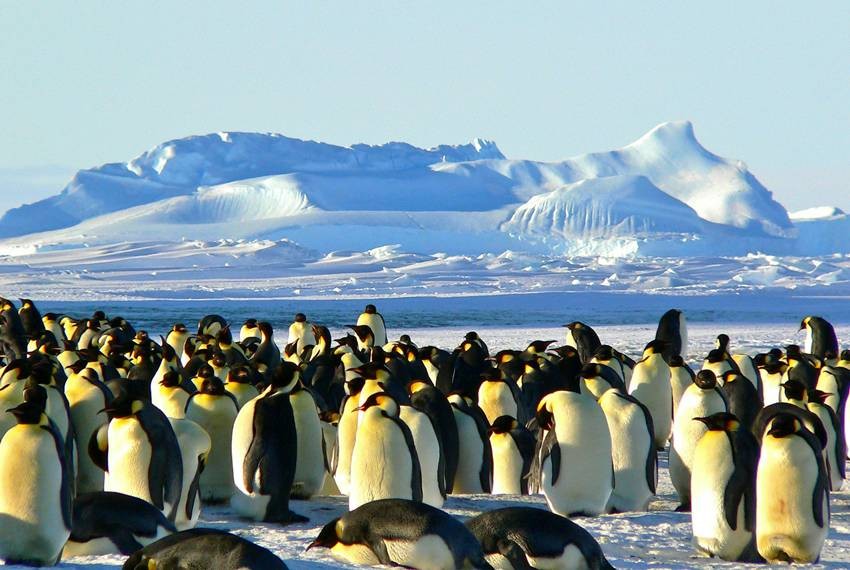 How Emperor Penguins Survival at -50°C