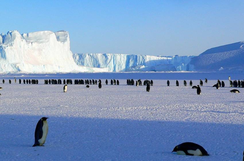 Facts About Emperor Penguins