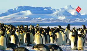 How Emperor Penguins Survival at -50°C