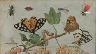 How Some Insects Developed Abilities Beyond Human Physical Limits