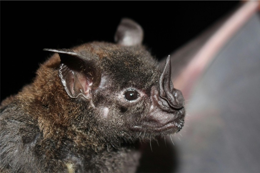 How bats fly at night