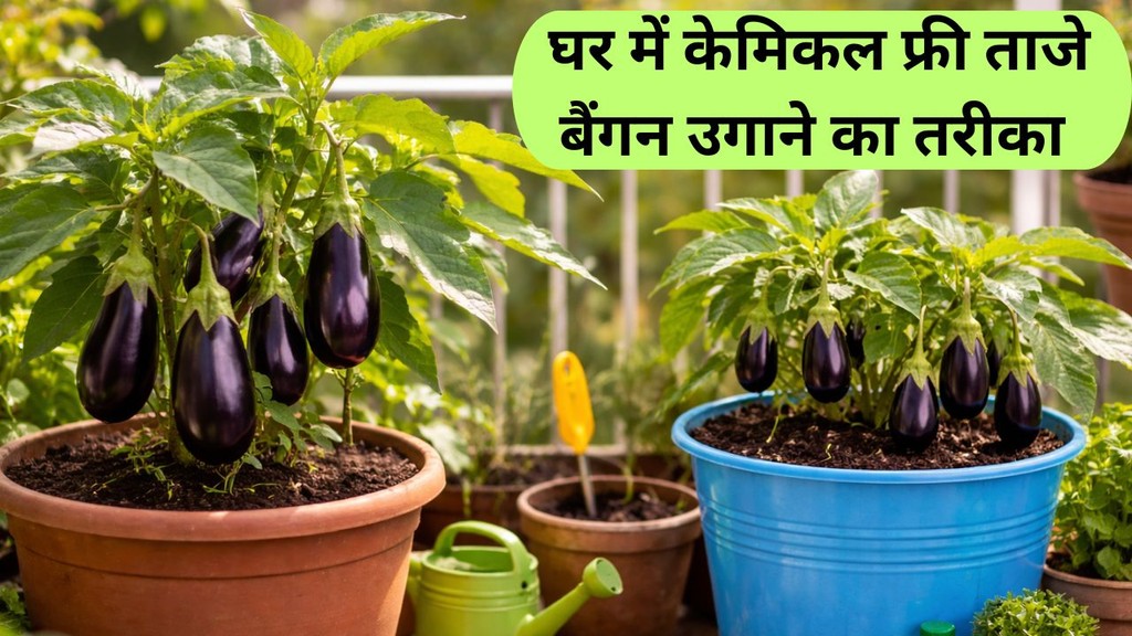 gamle mein baingan kaise ugaye | gardening tips | gamle mein baingan ugane ka tarika | how-to-grow-brinjal