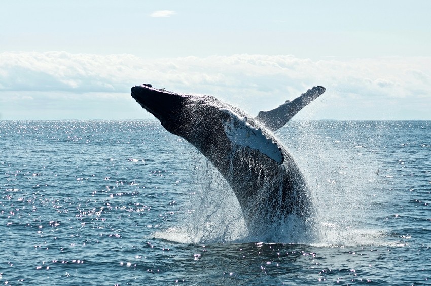 Humpback whales-unsplash