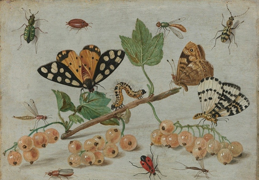 Incredible Insect Adaptations That Highlight the Power of Evolution