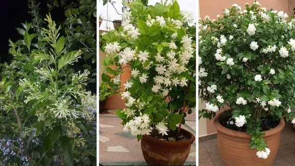 Indoor Plants, fragrant plants for home, Fragrant Indoor Plants