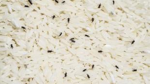 Get Rid of Insects in Rice , Insects in Rice, Insects in flour