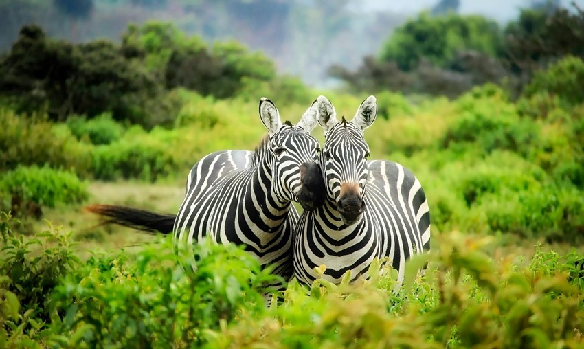 Interesting facts about animals
