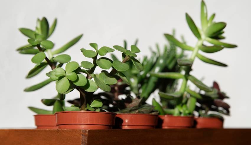 Jade Plant – Crassula ovata