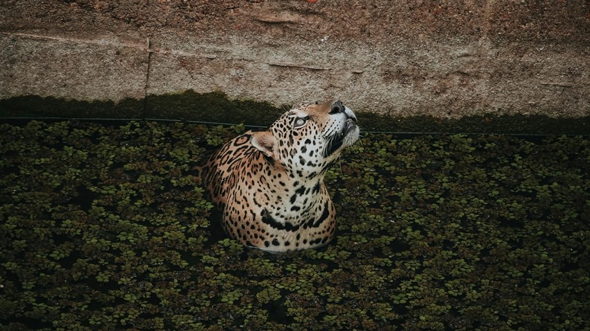 Jaguar