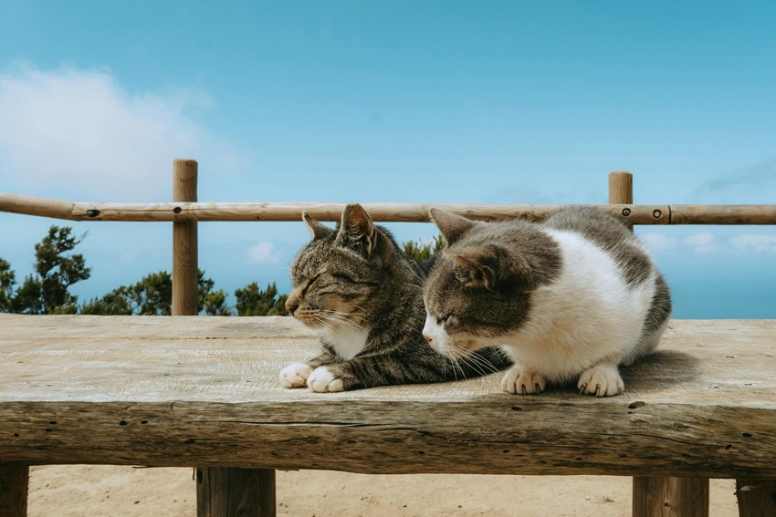 Japan cat islands Aoshima