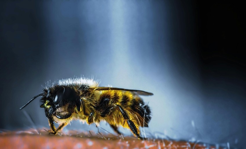 Japanese Honeybees
