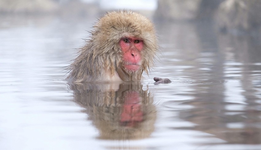 Japanese macaques snow monkeys