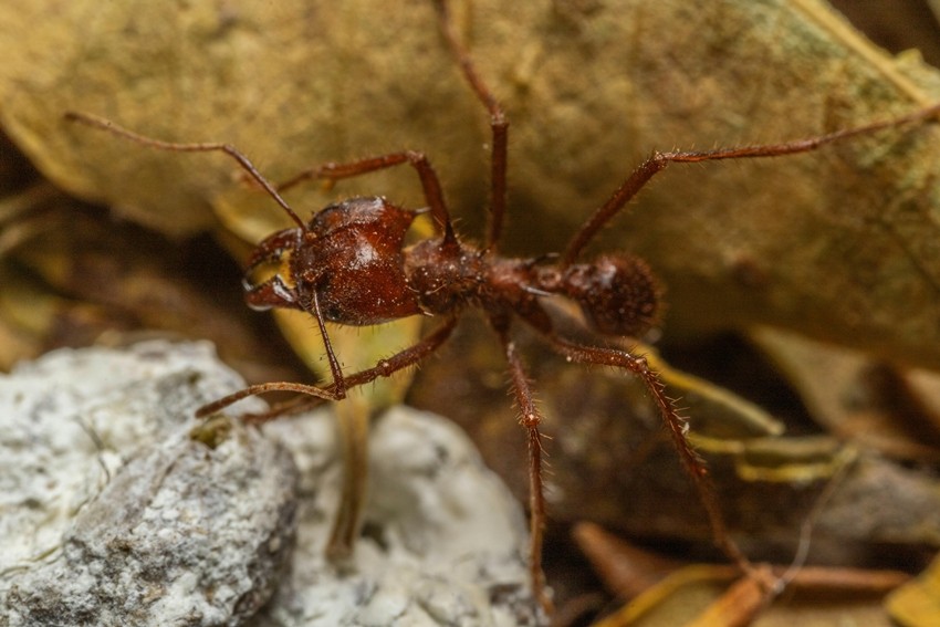 Leafcutter Ant