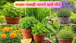 मच्छर-मक्खी को घर से दूर रखने में मदद करते हैं ये पौधे, जानें नाम