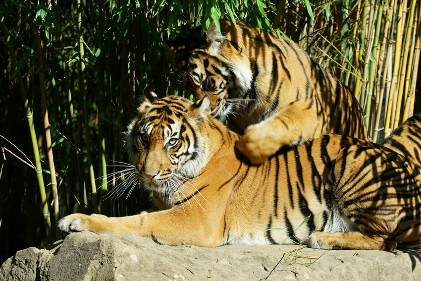 Male animals fighting for mates