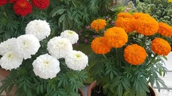 गेंदे के पौधे में ज्यादा फूल पाने के लिए अपनाएं ये खास टिप्स, यहां पढ़ें देखभाल के सही तरीके