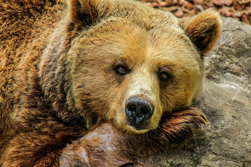 Meet the Strongest Creatures Nature Ever Created