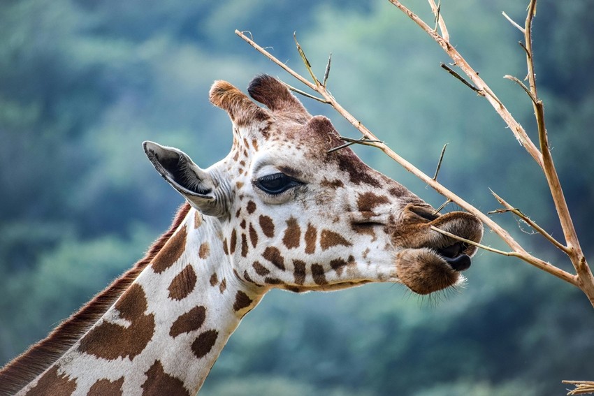 Mind-blowing wildlife facts