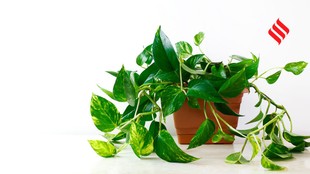 Money Plant care tips, Why money plant leaves turn yellow