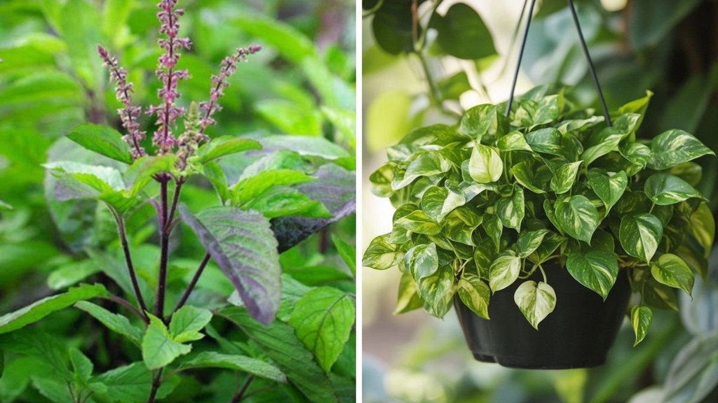 Money Plant, tulsi plants, tulsi plants Winter Care tips, Money Plant Winter Care tips