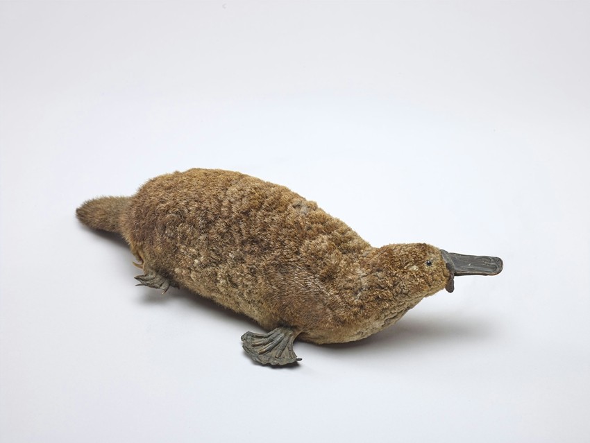 Monotreme mammals