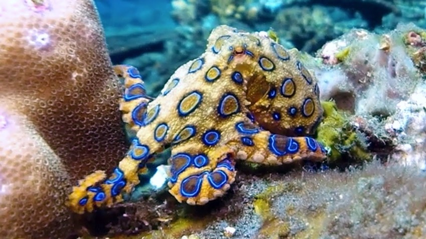 Most venomous animals in the world