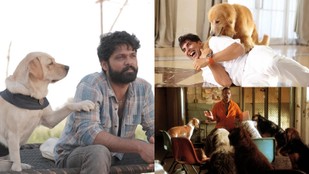 Movies Every Animal Lover Should Add to Their Watchlist