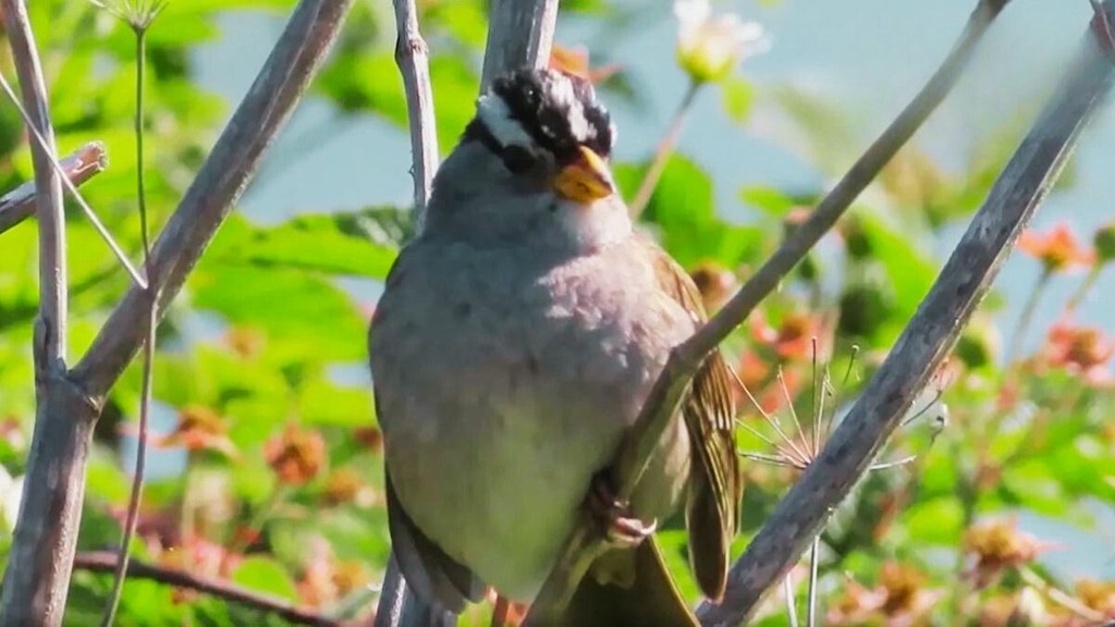 Noise Pollution harmful for birds | latest news | noise pollutions