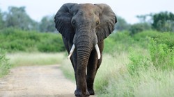 ओडिशा : मरे हुए हाथी को ‘32 टुकड़ों में काटकर दफनाने’ का मामला, डिवीजनल फॉरेस्ट ऑफिसर को नोटिस जारी