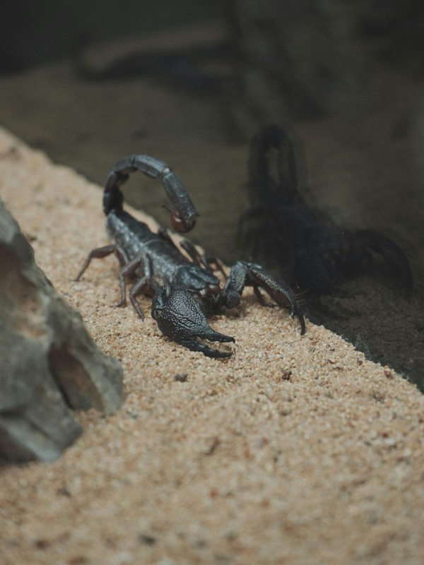 Oldest arachnids on Earth